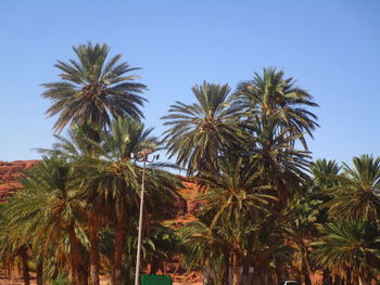 Low angle view of palm trees against clear sky