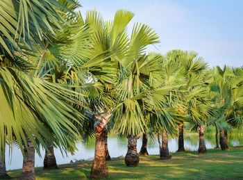 Palm trees growing on field against sky