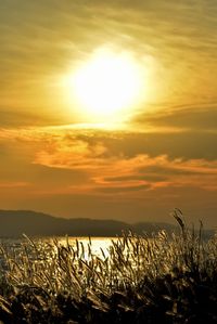 Scenic view of field against sky during sunset