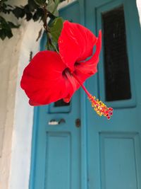 Close-up of red hibiscus blooming outdoors