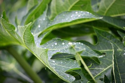 Close-up of raindrops on leaves