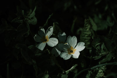 Close-up of white flowering plants