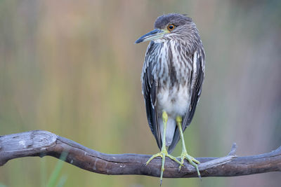 Close-up of bird perching on branch