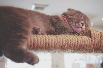 Close-up side view of a sleeping cat