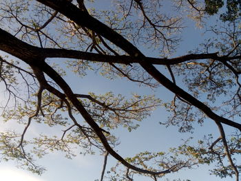 Low angle view of tree against sky