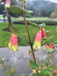 Close-up of pink flowers