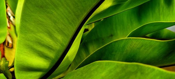 Full frame shot of green leaves