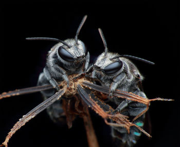 Close-up of insect on leaf