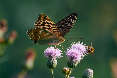 Close-up of butterfly pollinating on a thistle