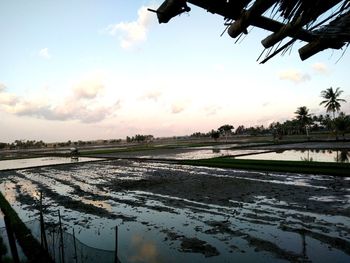 Scenic view of agricultural field against sky during sunset