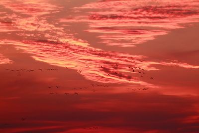 Low angle view of silhouette birds flying against orange sky