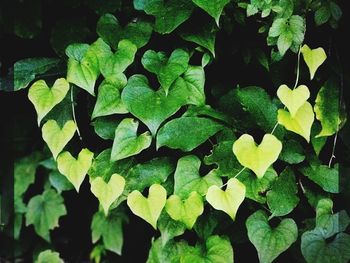 Full frame shot of leaves