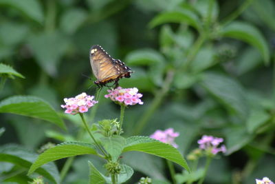 Close-up of butterfly pollinating on pink flower