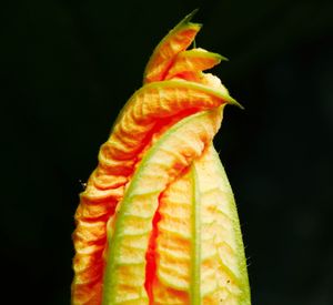 Close-up of flower over black background