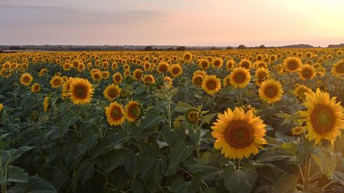 Scenic view of sunflower field against sky