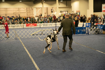 Rear view of people walking with dog