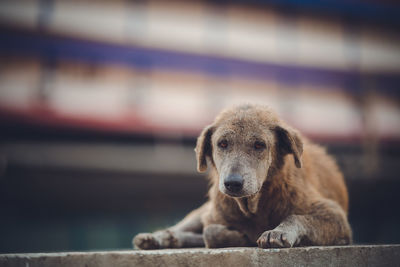 Close-up portrait of dog relaxing outdoors