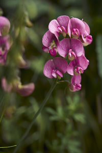 Close-up of pink flowering plant