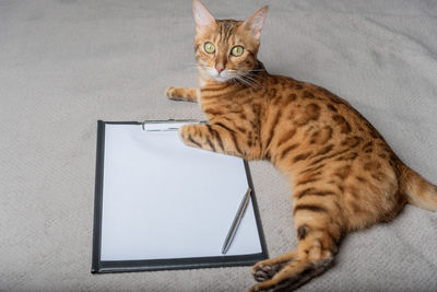 A domestic cat lies next to an empty clipboard. copy space.