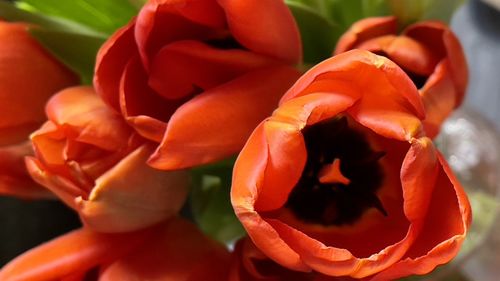 Close-up of red rose