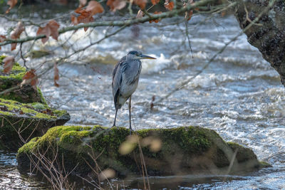 High angle view of gray heron perching on rock by sea