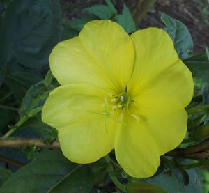 Close-up of yellow flowering plant