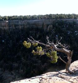 Close-up of fresh green landscape against clear sky