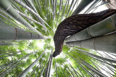 Close-up of bamboo tree in forest