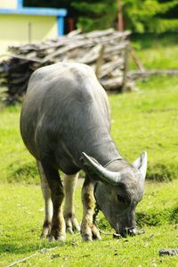 Buffalo grazing in field 