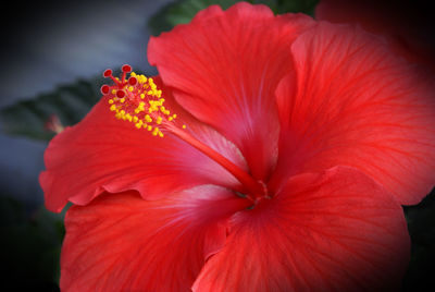 Close-up of red hibiscus flower