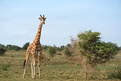 Baringo giraffe,giraffa camelopardalis, murchison falls national park, uganda