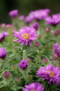 Close-up of pink cosmos flowers on field