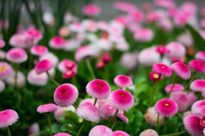 Close-up of pink flowers blooming outdoors