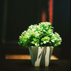 Close-up of white flowers