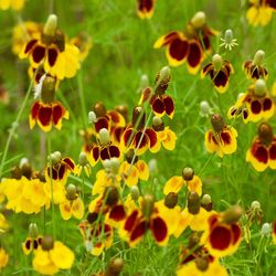 Yellow flowers blooming in field