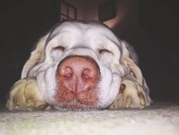 Close-up of a dog sleeping