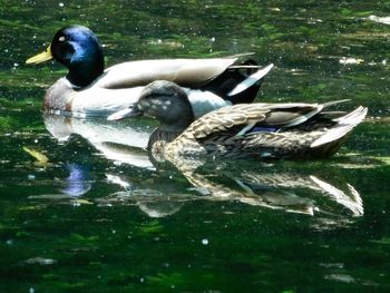 Ducks swimming in lake