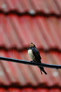 Close-up of a bird perching on a fence