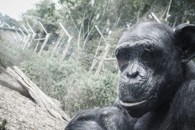 Side view of chimpanzee in forest