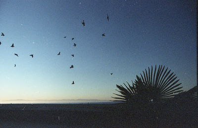 Silhouette birds flying above the sky