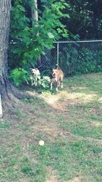 Dog in a field