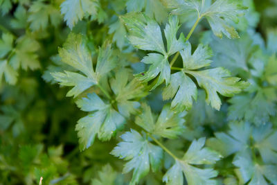 Close-up of flowering plant leaves