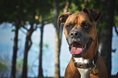 Boxer sticking out tongue against trees