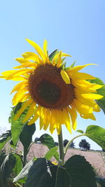 Close-up of sunflower