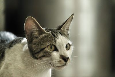 Close-up of a cat looking away