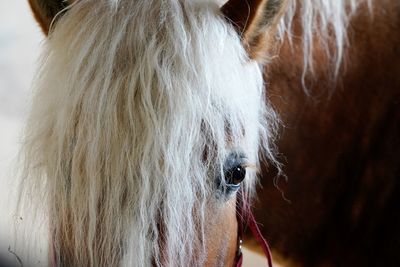 Close-up of a horse