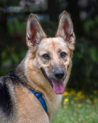 Close-up portrait of a dog