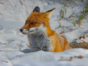 
close up of a red fox on the beach