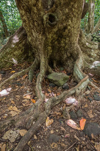 Close-up of tree trunk in forest