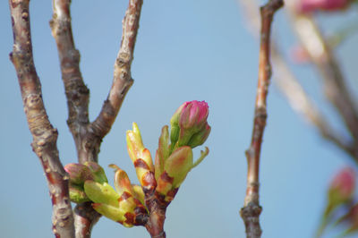 Close-up of flowering plant against sky